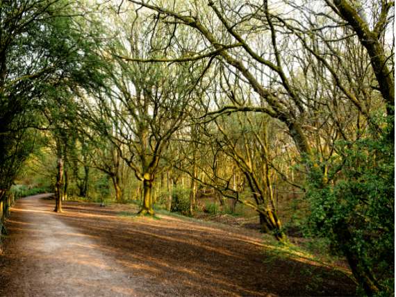 Cranfield forest walk